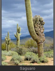 Saguaro Cactus photos