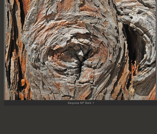 Sequoia National Park Bark 1