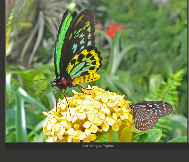 Bird Wing and Papilio