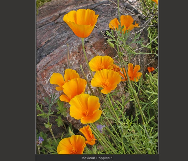 Mexican Poppies 1