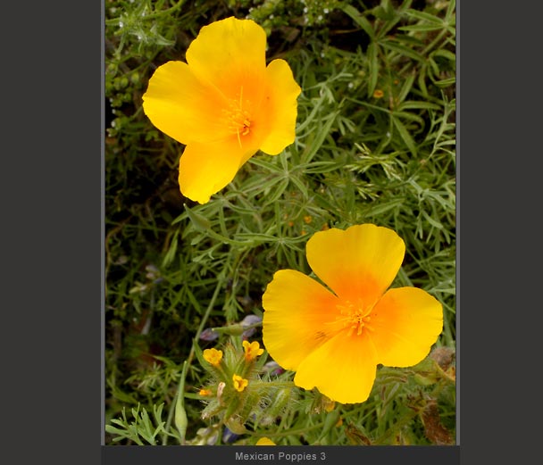 Mexican Poppies 3