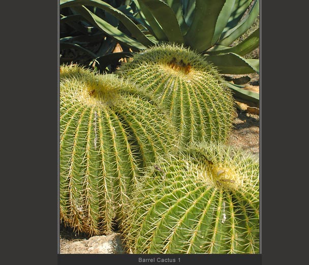 Barrel Cactus 1