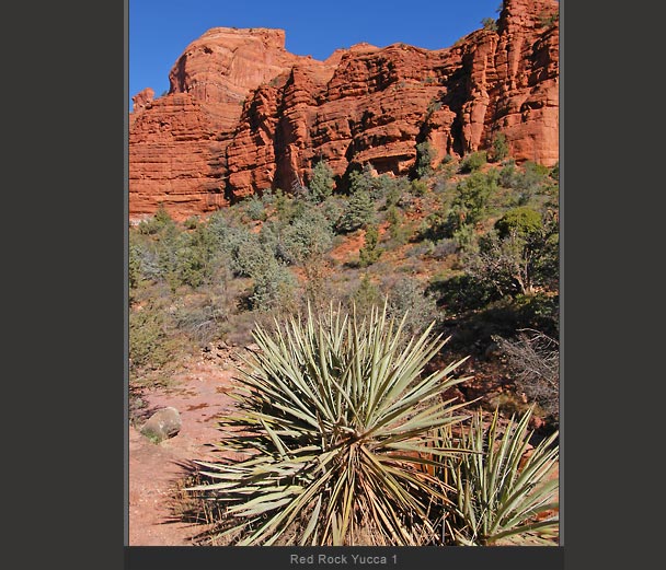 Red Rock Yucca 1