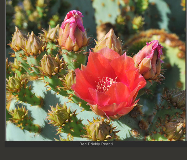 Red Prickly Pear 1