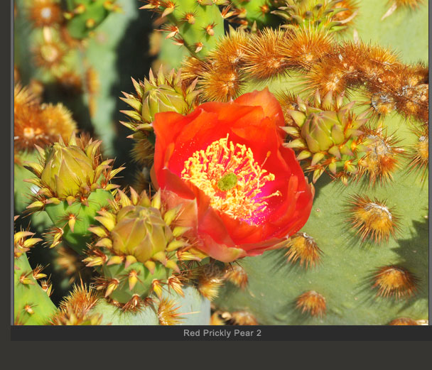 Red Prickly Pear 2