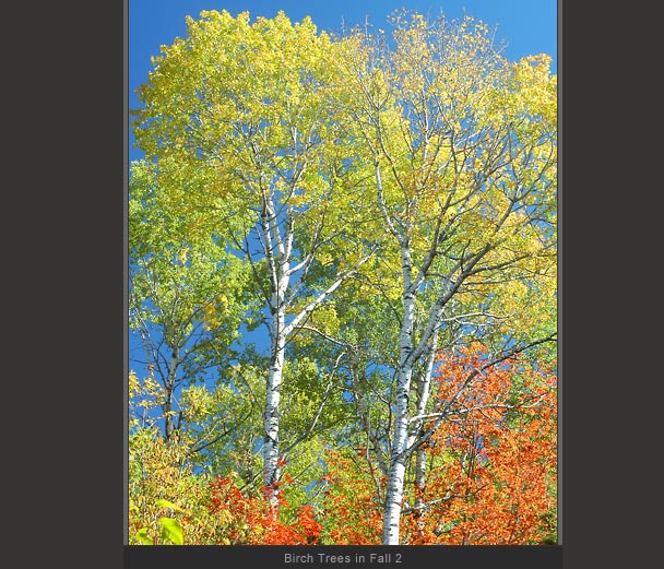 Birch Trees in Fall 2