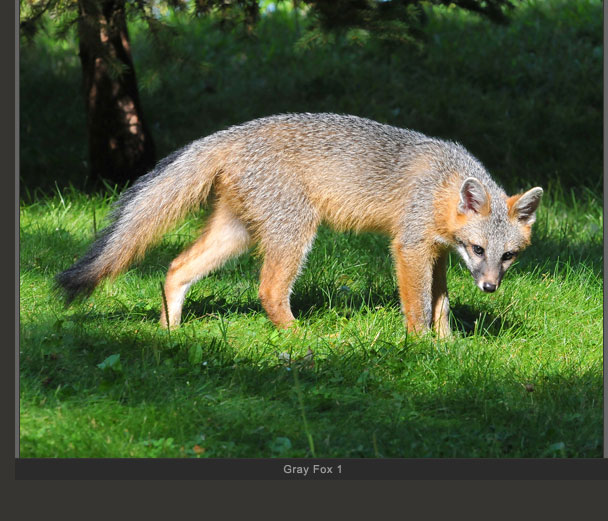 Gray Fox 1
