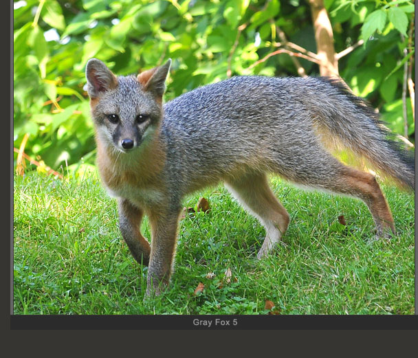 Gray Fox 5